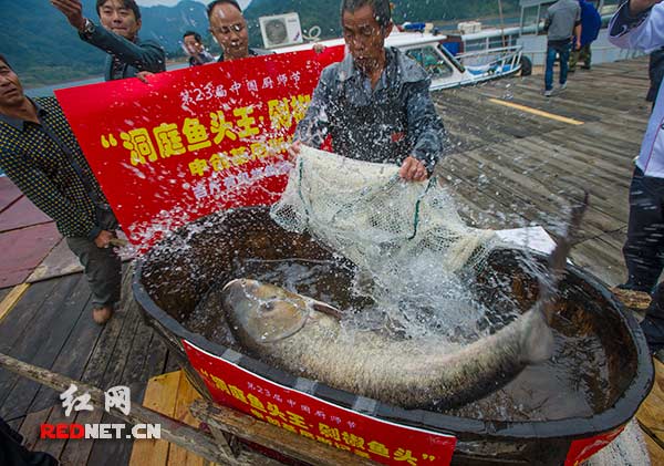 被打撈上來的百斤雄魚王猛烈扭動(dòng)著軀體，激起巨大的水花，讓人們不由得驚嘆它強(qiáng)悍的體力。