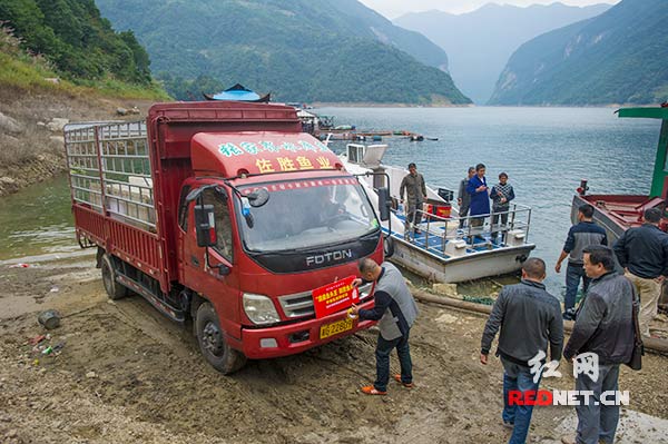 在江埡水庫(kù)的岸邊，裝載著雄魚王的水廂式卡車即將啟程，趕往長(zhǎng)沙。